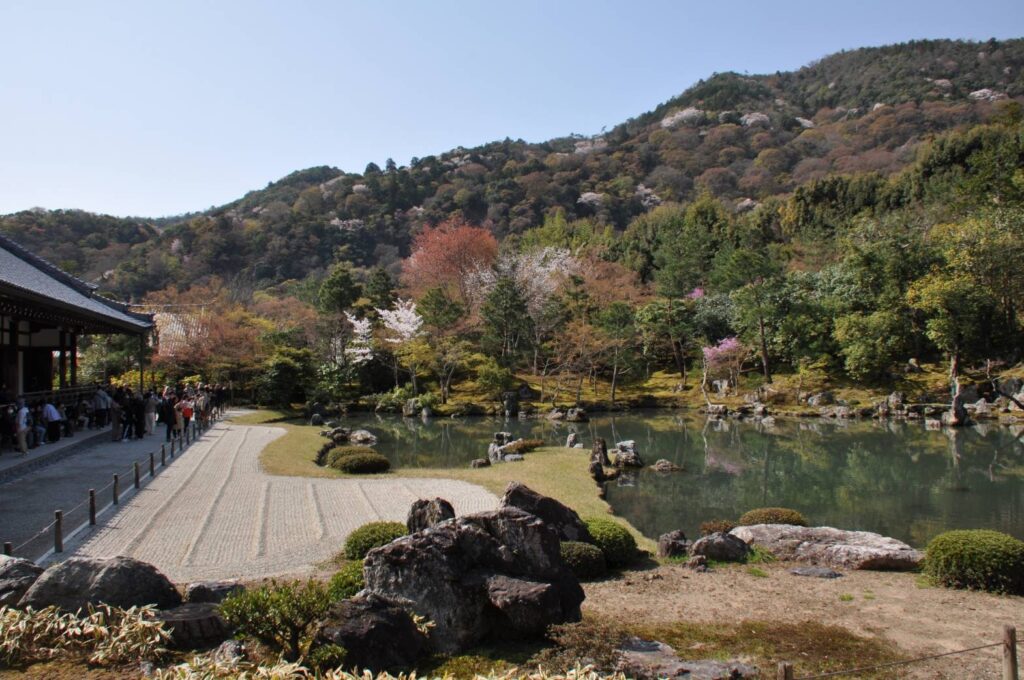 曹源池庭園から借景の桜咲く嵐山を望む。