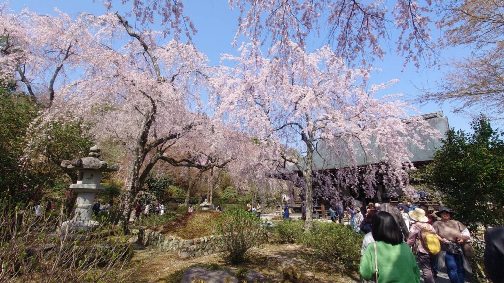 すごい！ここからが枝垂桜のトンネルの始まりだね。