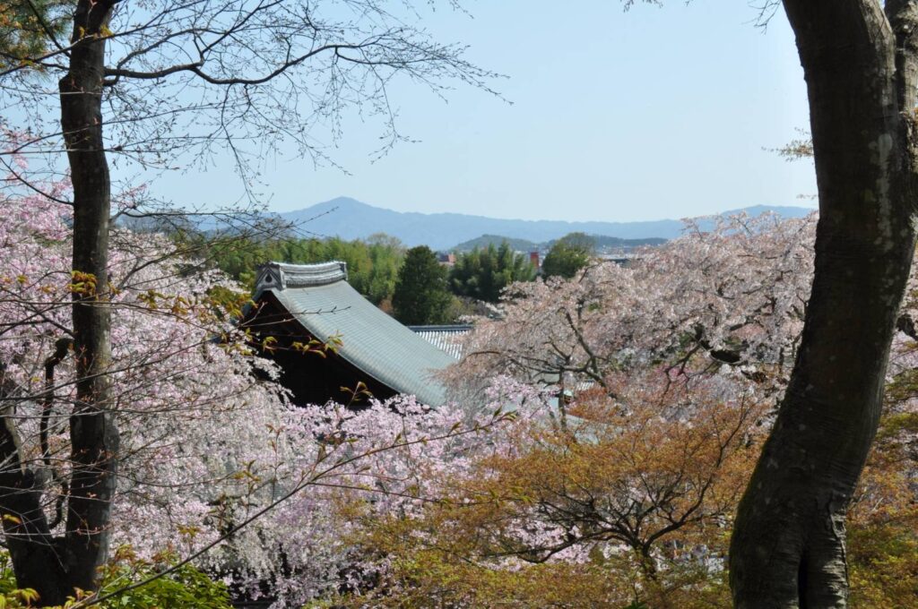 桜並木越しに見える京都の鬼門を守る比叡山の眺めが素晴らしい。