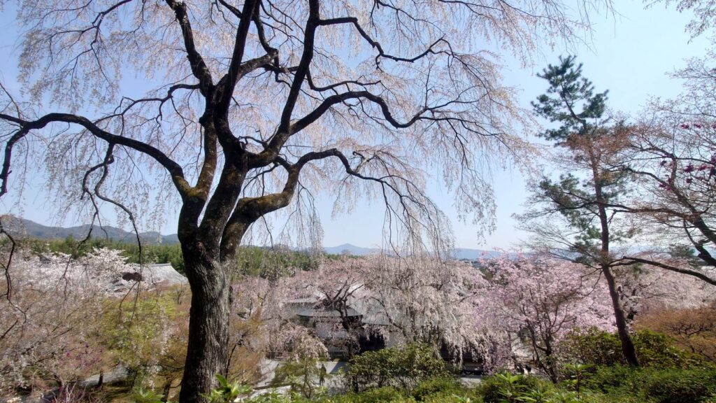 いったい、枝垂桜のトンネルは何処まで続いているんだろうね。