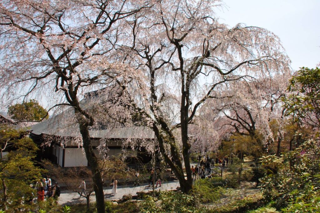 枝垂桜は見ごたえ抜群なり！