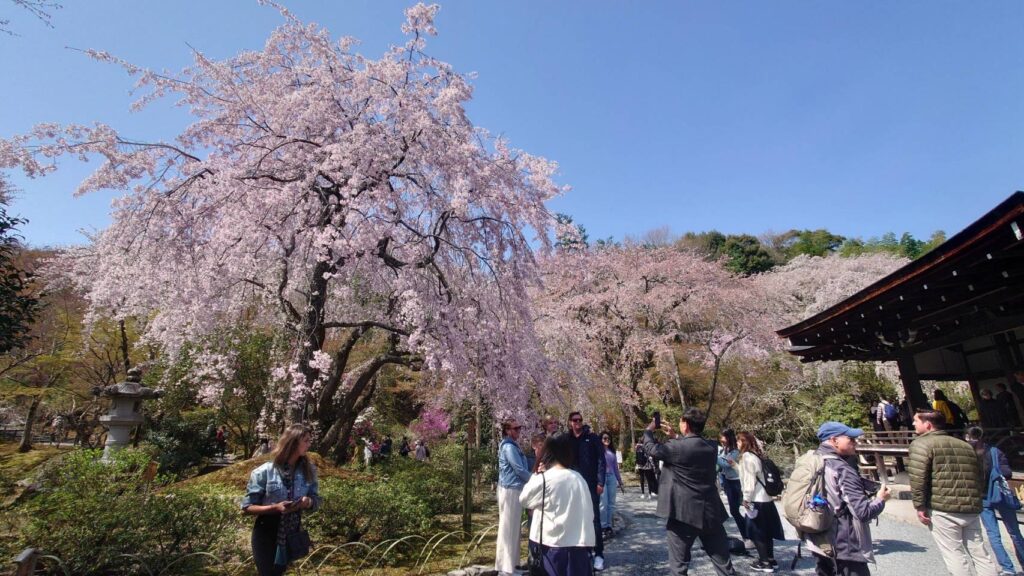 枝垂桜のトンネルはここが最後のようだね。さあ、記念写真を撮ろうぜ！