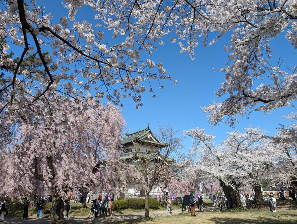 天守閣が大量のソメイヨシノに囲まれ堂々と佇んでいる。