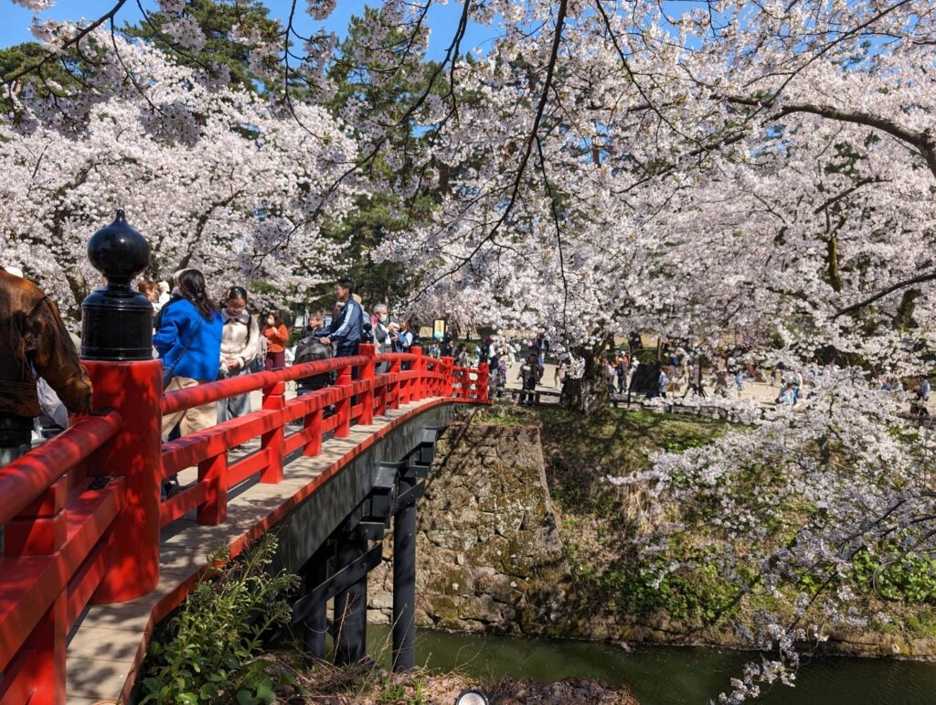 お壕の向こうに行って見よう。ソメイヨシノの大木が沢山ありそうだ。