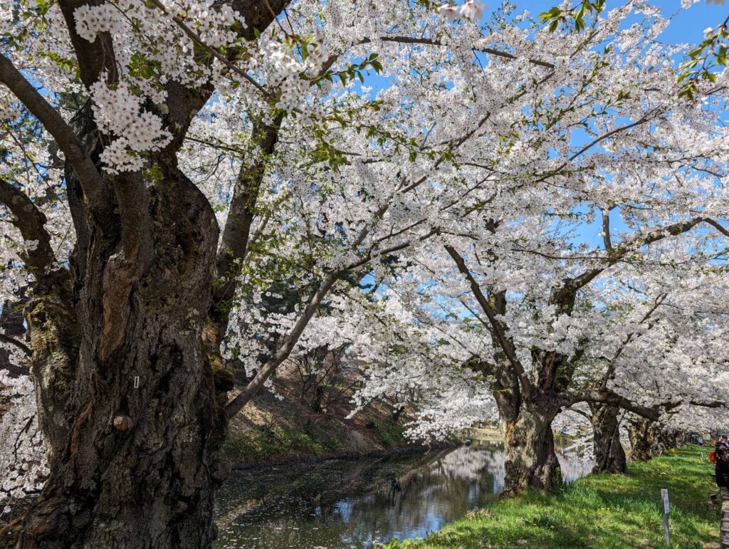 弘前城の周囲約3kmに濠が巡らされているが、このような大木のソメイヨシノでその濠は囲まれている。とにかく、凄すぎる！