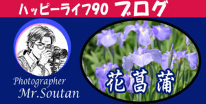 写真スキル：花菖蒲を上手に撮る方法