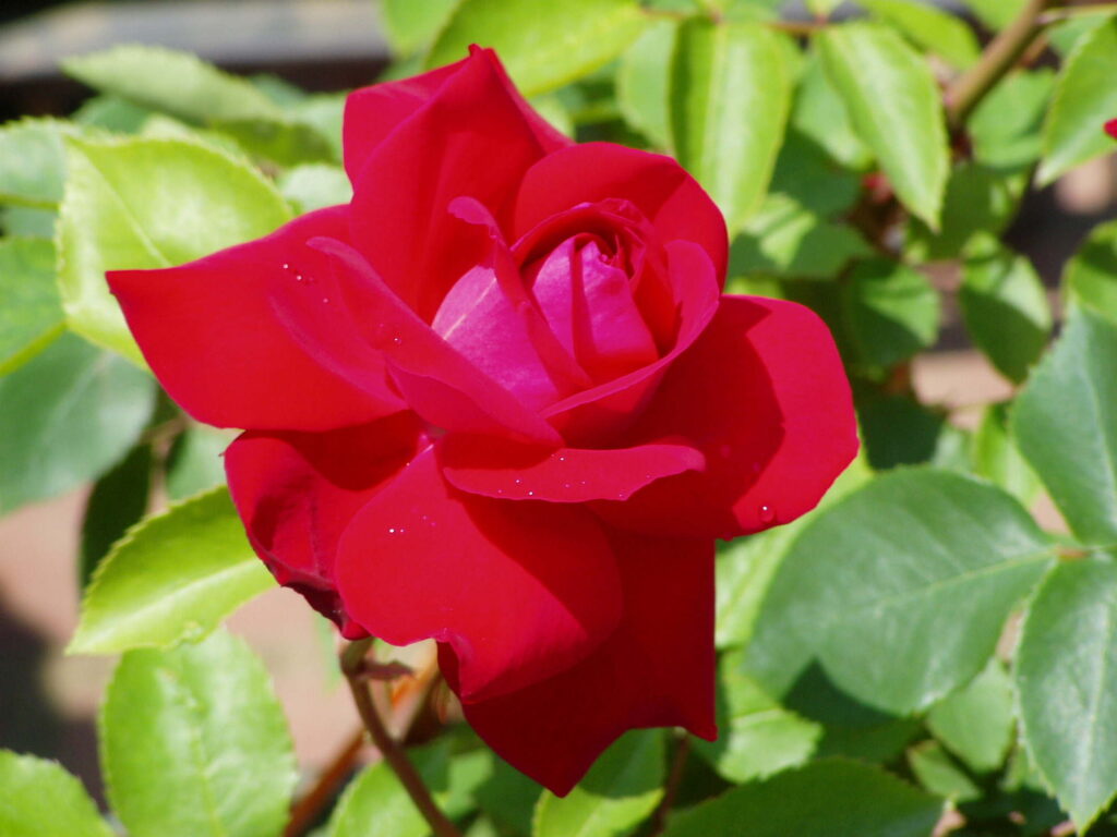 ロブロイ
全体的にすっきりとして洗練された雰囲気の花姿