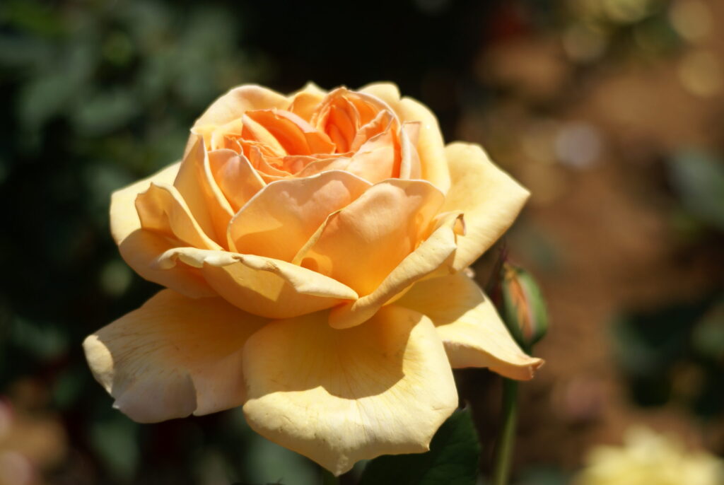 バレンシア
花びらがふっくらとして、丸く重なっている