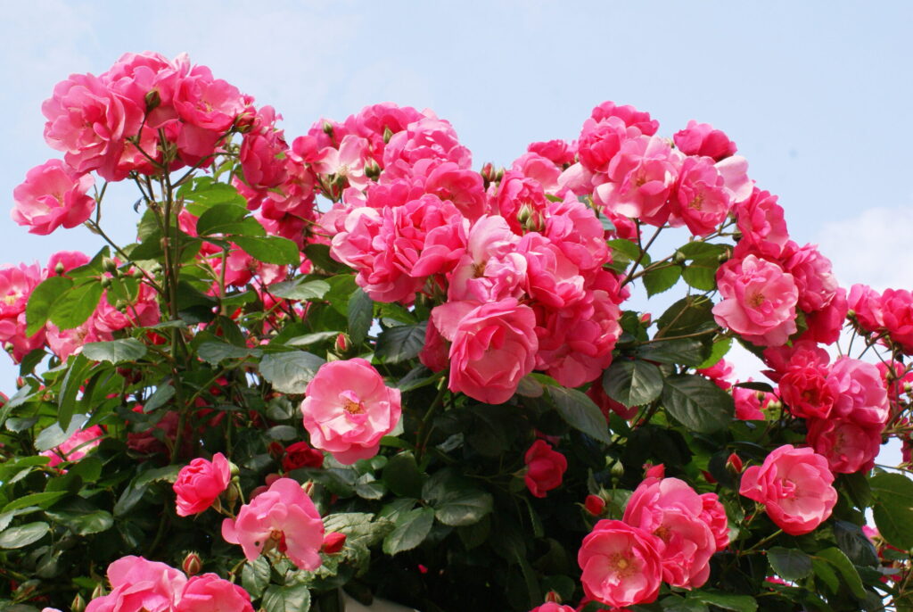 ダマスクローズ
花房になってたくさんの花が空に向かって楽しそう