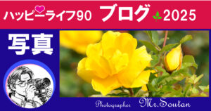 バラの美を写真で撮る