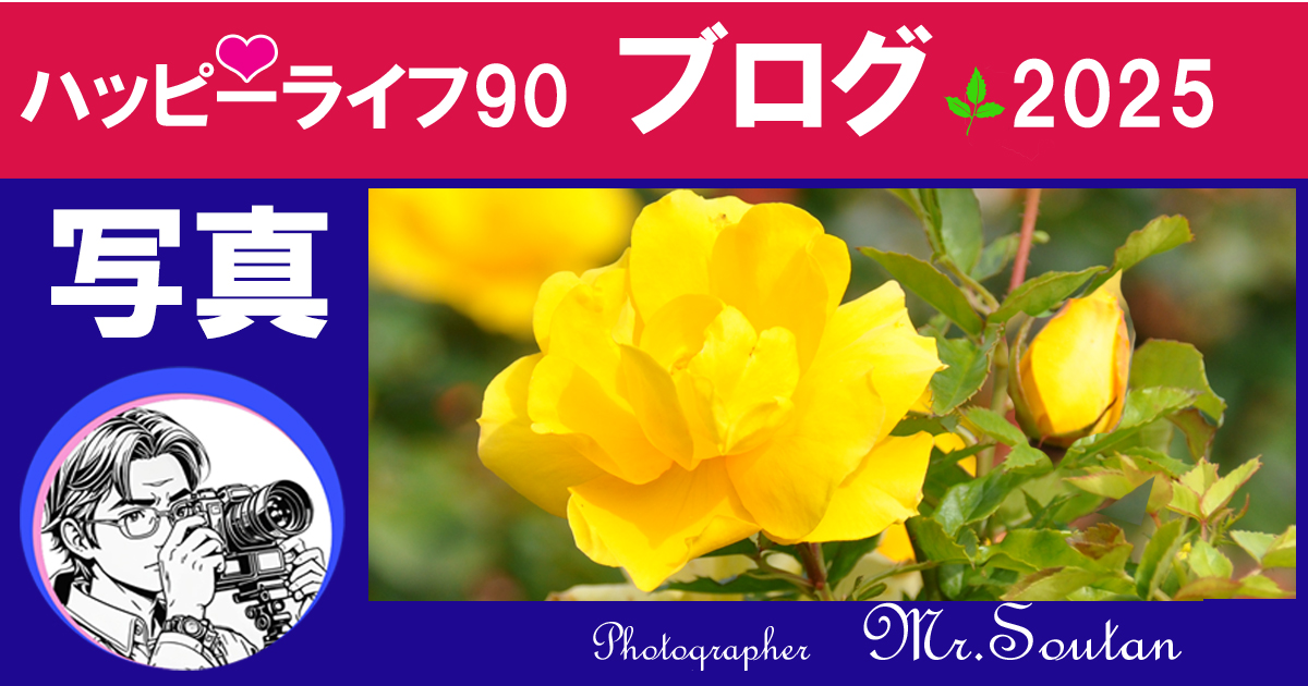 バラの美を写真で撮る