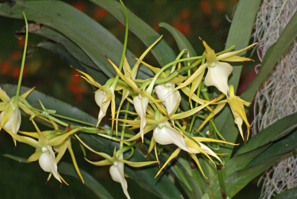 23　白い花が星のように見えるため花言葉は「祈り」