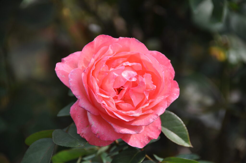 イングリッシュローズ
ピンクのバラの花言葉:感謝・上品・優しさ