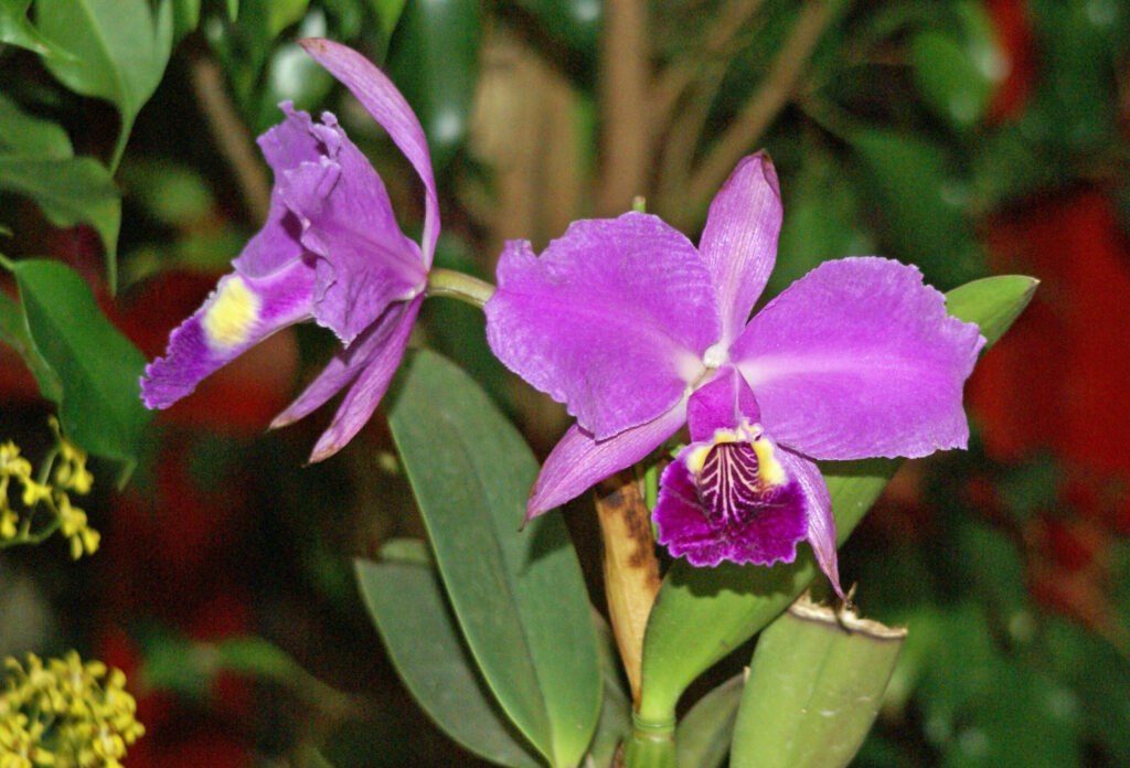 08 紫のカトレアの花言葉は「優美な貴婦人」
