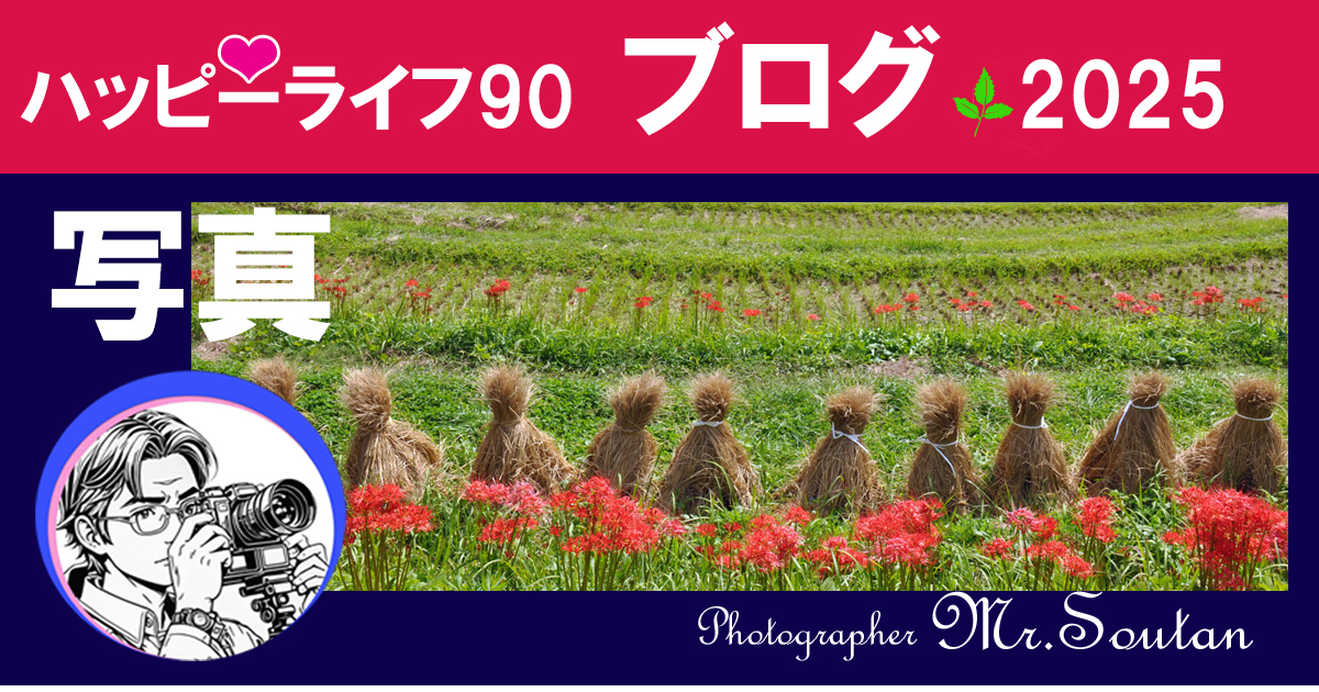 千葉県鴨川の大山千枚田
