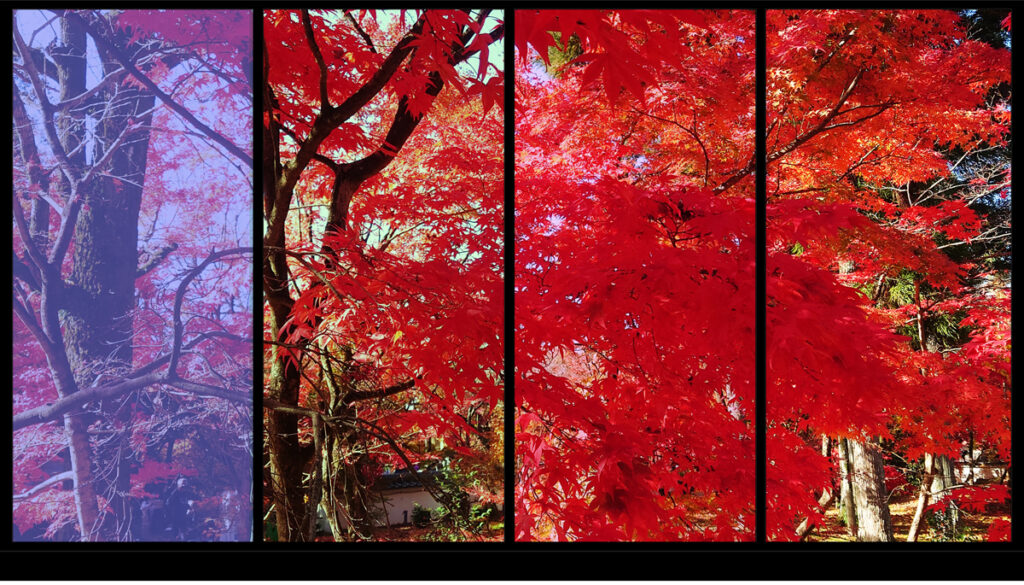 東福寺3 紅葉を額に入れて