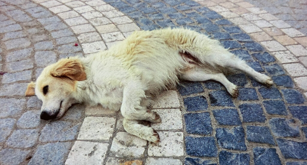 道路で昼寝する犬（写真）