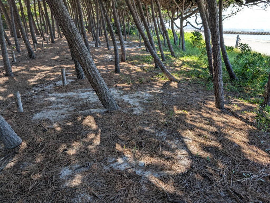現在の稲毛海浜公園：白砂の痕跡を求めて。松林の中。
