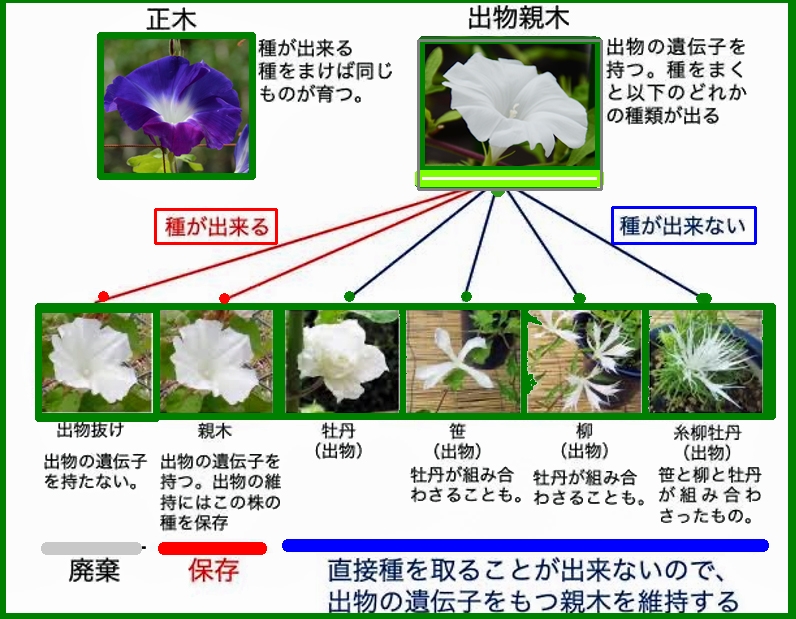 変化朝顔の系図:朝顔図鑑