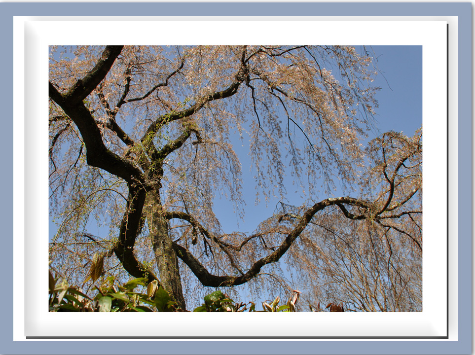 京都御苑—高貴な桜の園
