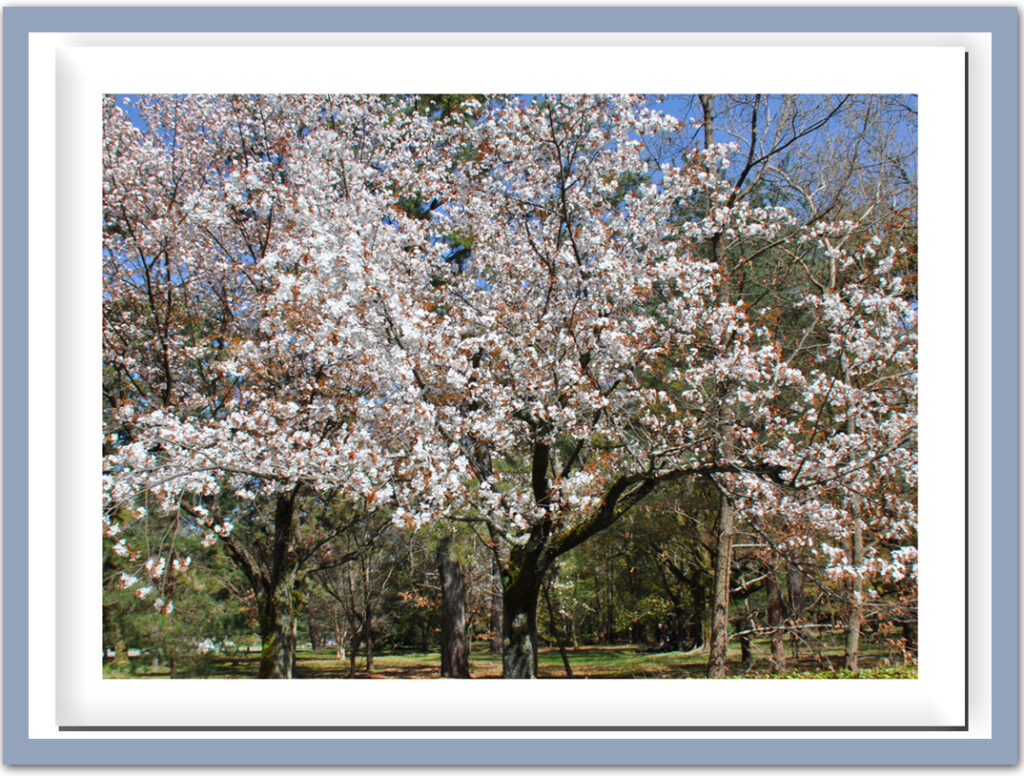 京都御苑—高貴な桜の園