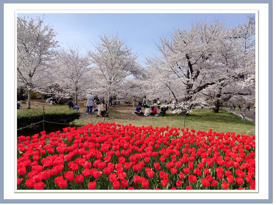 京都植物園 桜と赤いチューリップ畑