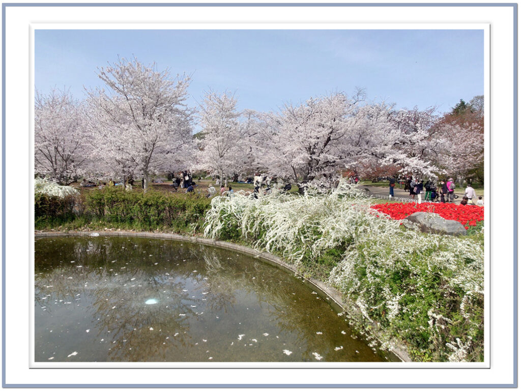 京都植物園の桜と白い花があふれています。(ユキヤナギかな?コデマリかな?)