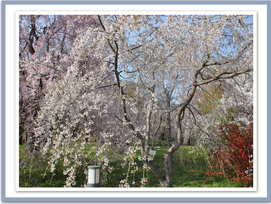 京都植物園の桜の木160品種500本
