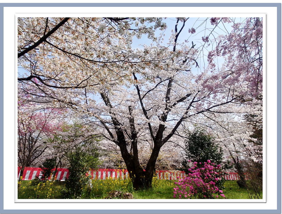平野神社の桜