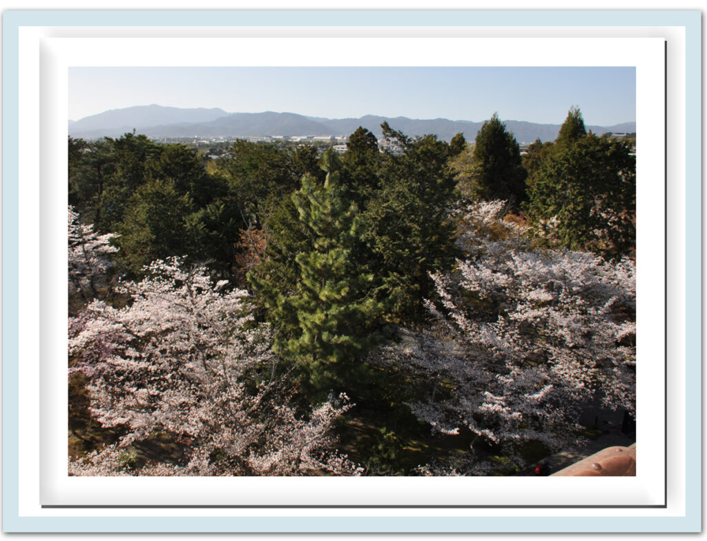 南禅寺:境内の桜を俯瞰