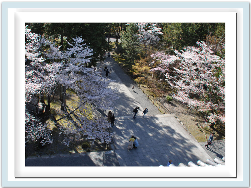 南禅寺:境内の桜を俯瞰