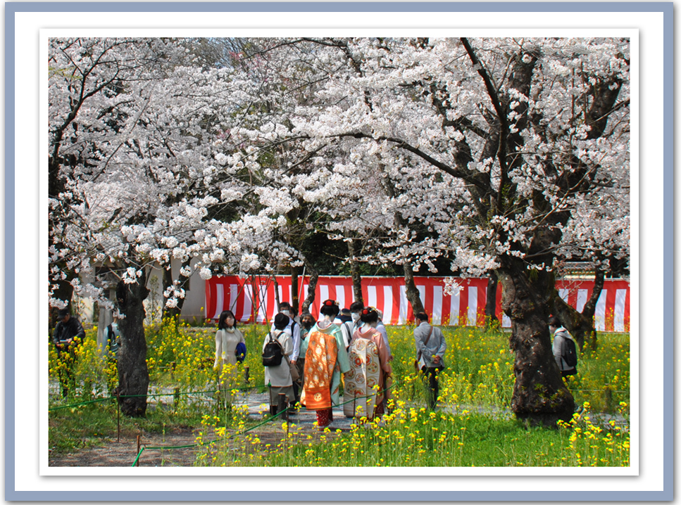 平野神社と、はんなり舞妓さん