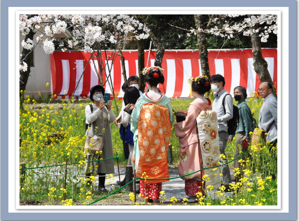 平野神社と、はんなり舞妓さん撮影