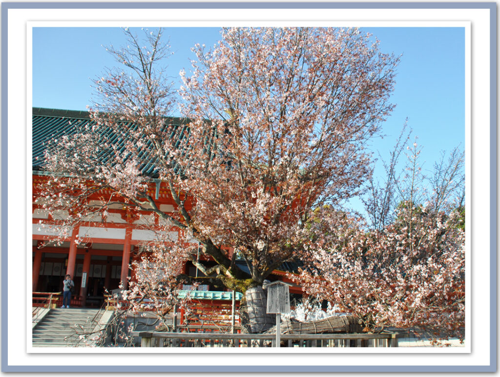 平安神宮—さくら満開