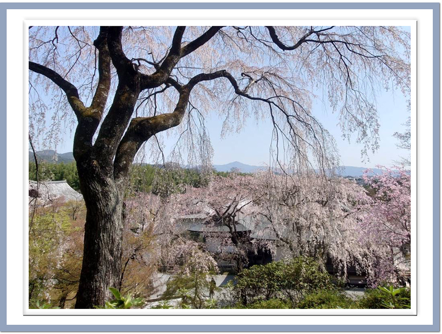 天龍寺—桜の枝越しに見る比叡山(ひえいざん)の眺め