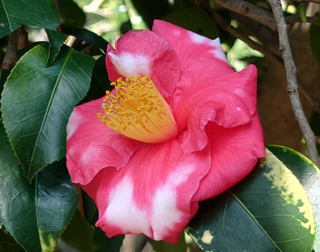 斑点の芸術