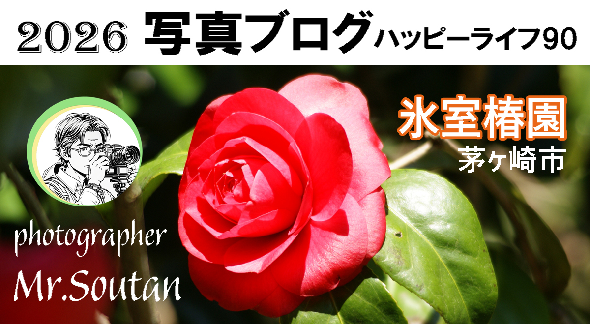 氷室椿園ツバキの競演