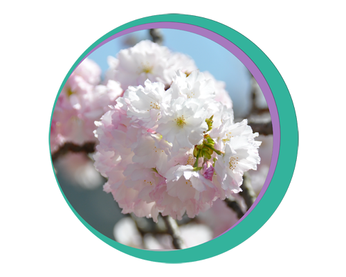 美しき八重桜