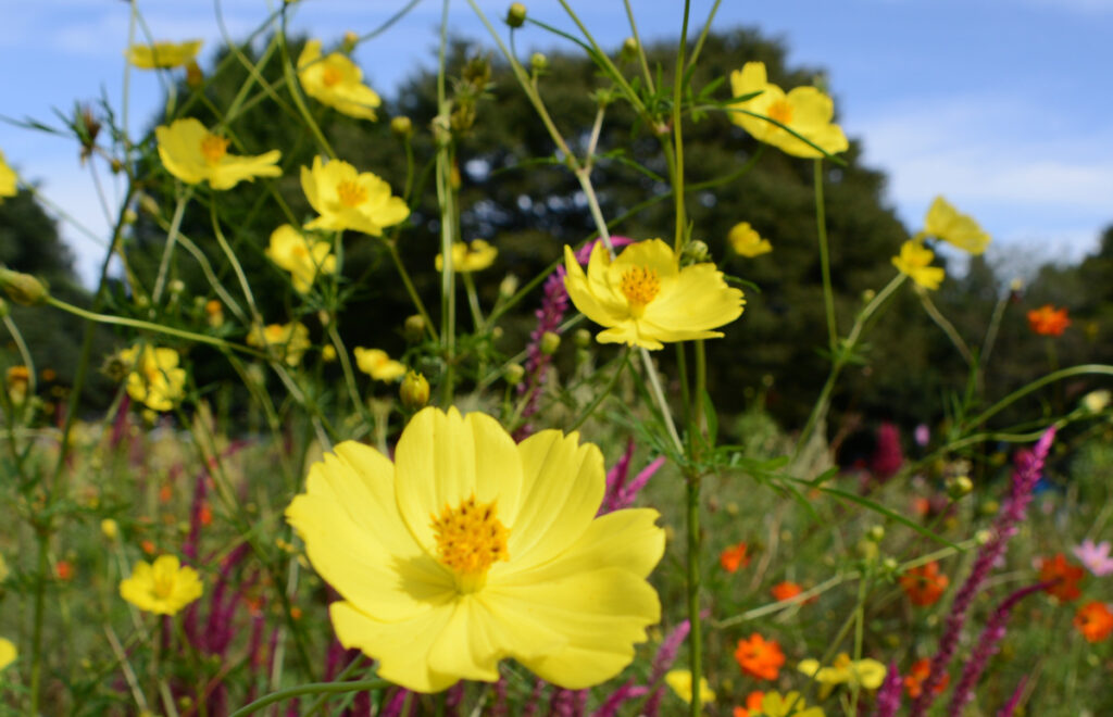 コスモス畑の主役は揺れ動くキバナコスモス