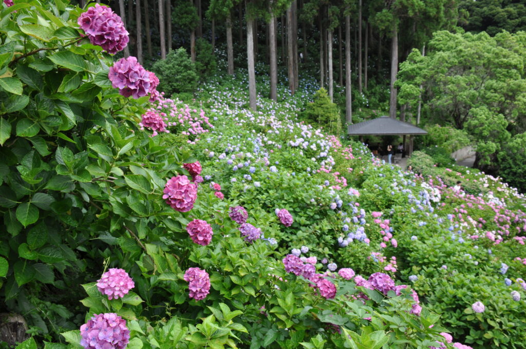 【生命の躍動】 服部農園の広大な斜面をアジサイたちが埋め尽くし、それぞれの花が生命力に溢れて生き生きと咲いています。