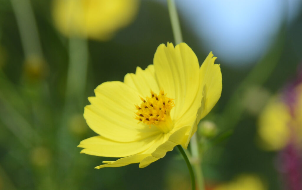 まるで金色のアクセサリーのようなキバナコスモス