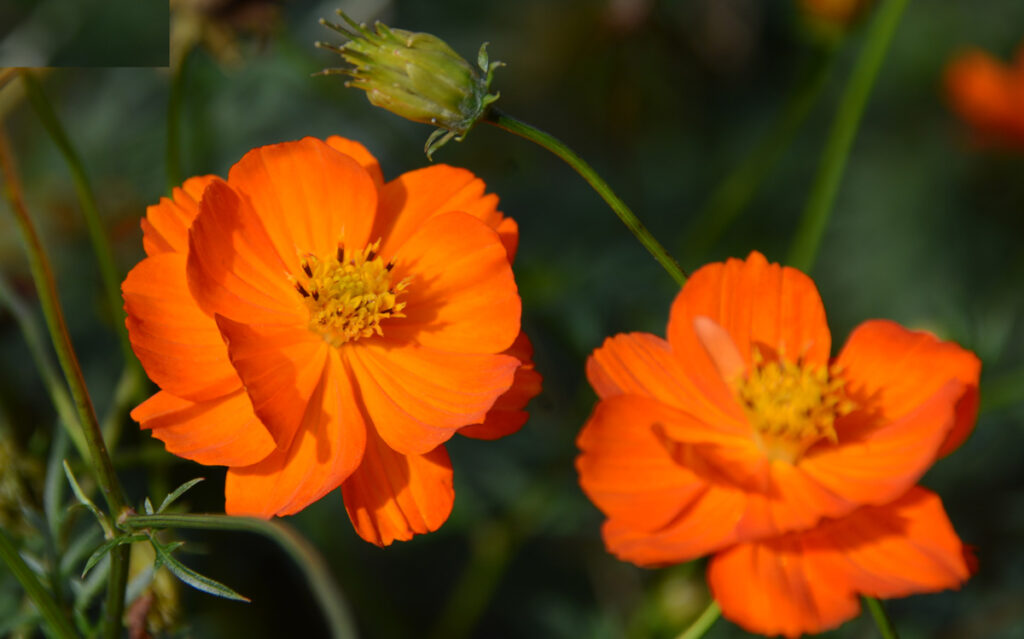 太陽のような輝き