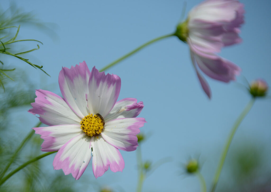 写真を撮ろうとするとブレてしまうほど、野原を舞台に優しく揺れ動くコスモスたち。