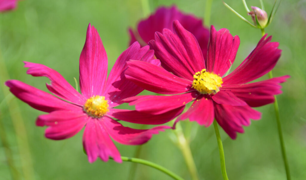 秋の陽射しを浴びて輝く濃いピンク。