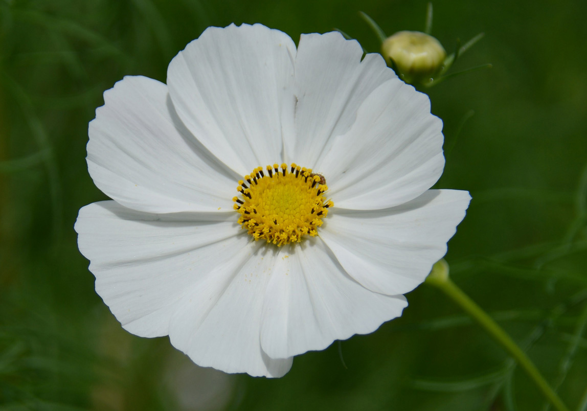 まるで薄氷のように、光を透過する白い花びら。透明感があり、背景のボケと相まって幻想的です。