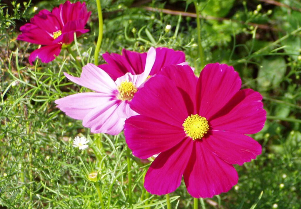 力強い色彩の競演