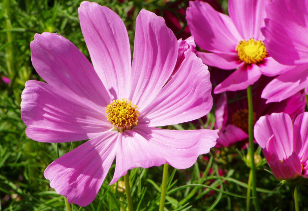赤紫色の気高い雰囲気を持つ優美なコスモス。
