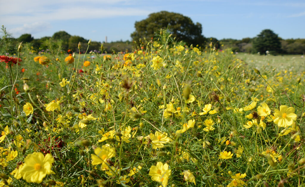 イエロー系のグラデーション