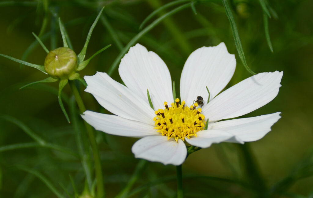 清楚な白い花と、これから咲くのを待つみずみずしいつぼみ。生命のサイクルを感じます。