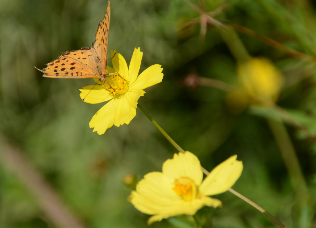 コスモスの蜜を吸うツマグロヒョウモン